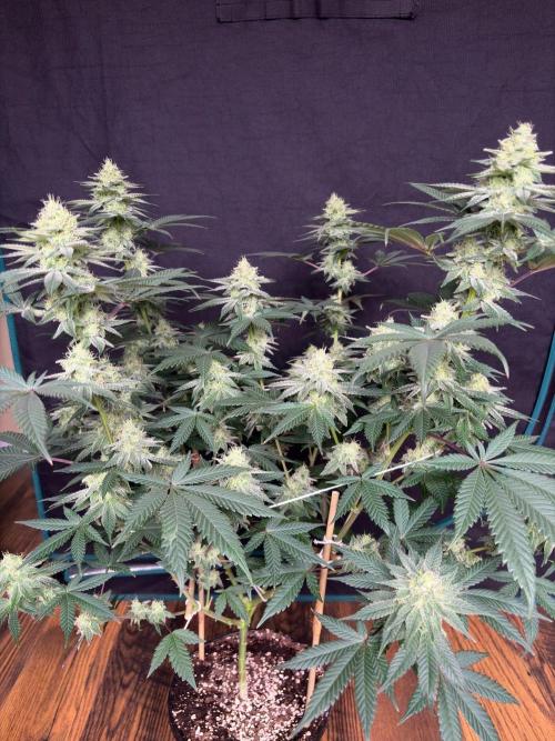 Grease monkey. Week 7