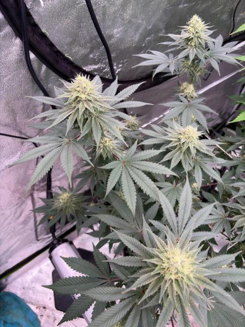 Grease monkey. Week 7