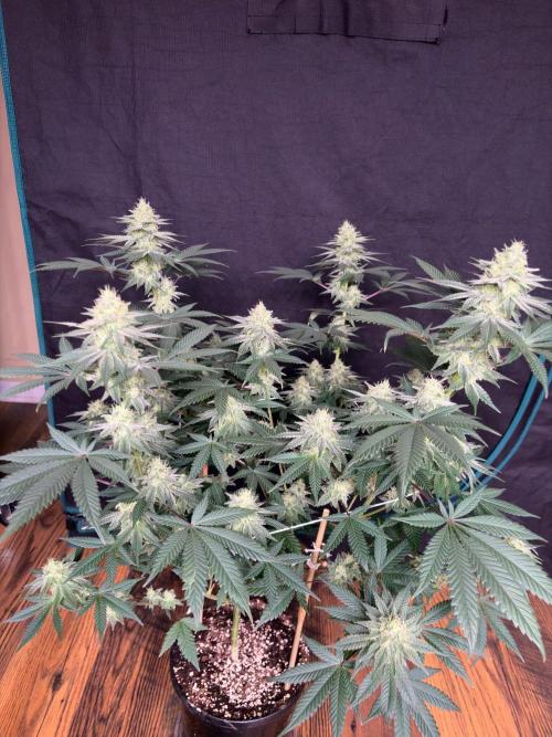 Grease monkey. Week 7