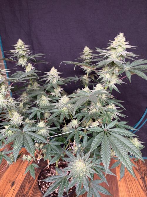 Grease monkey. Week 7
