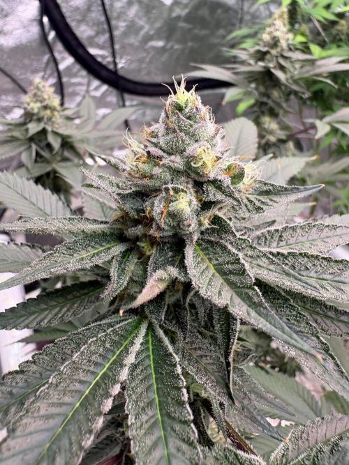 Purple oreoz F1. Week 7