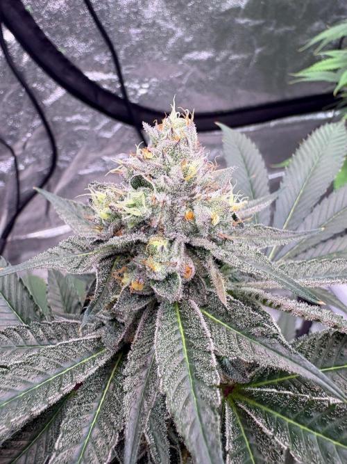 Purple oreoz F1. Week 7