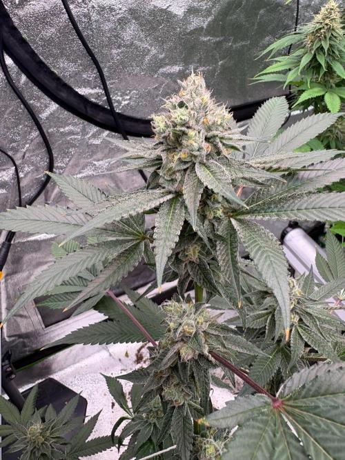 Purple oreoz F1. Week 7