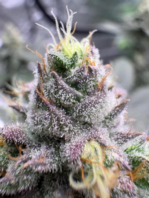 Purple oreoz F1. Week 7