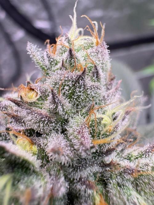 Purple oreoz F1. Week 7