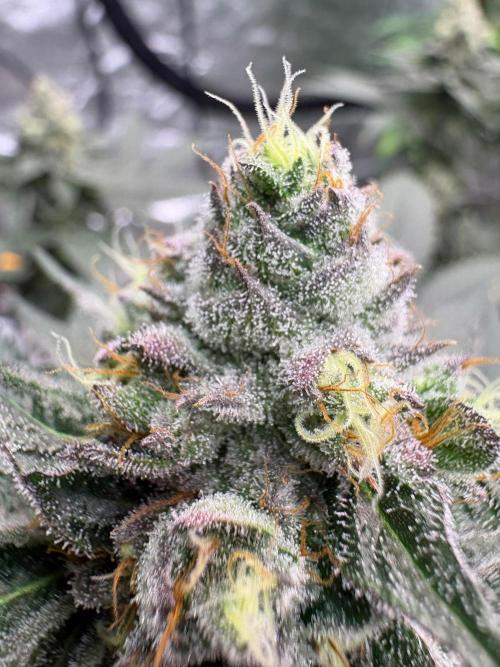 Purple oreoz F1. Week 7