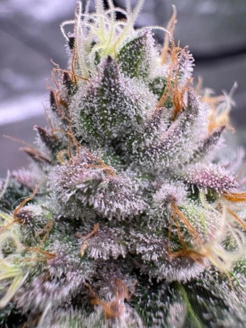 Purple oreoz F1. Week 7