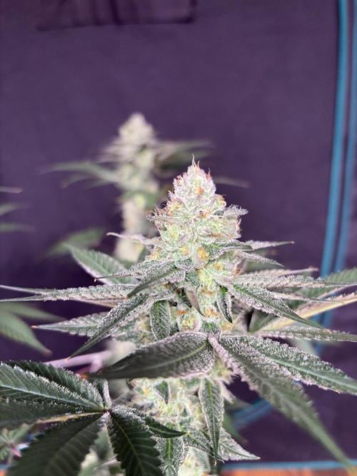 Purple oreoz F1. Week 7