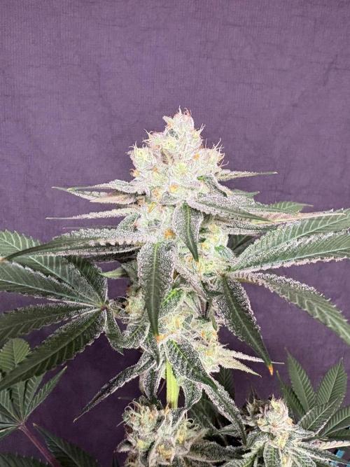 Purple oreoz F1. Week 7