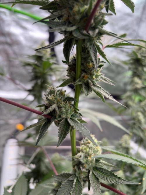 Purple oreoz F1. Week 7