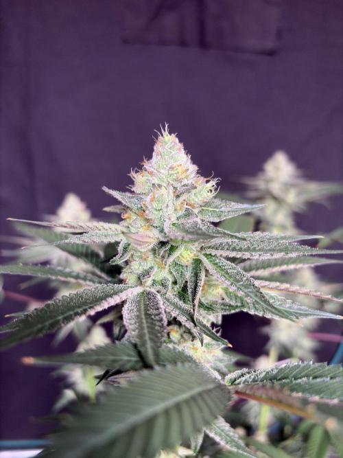 Purple oreoz F1. Week 7