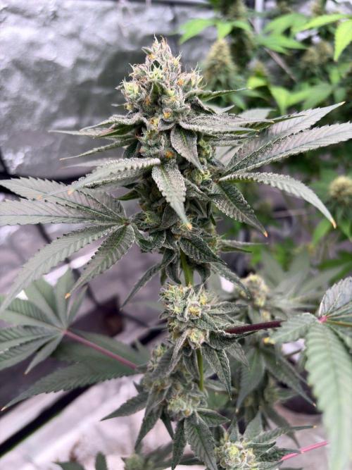 Purple oreoz F1. Week 7
