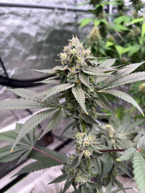Purple oreoz F1. Week 7