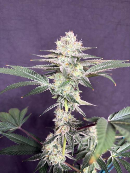 Purple oreoz F1. Week 7