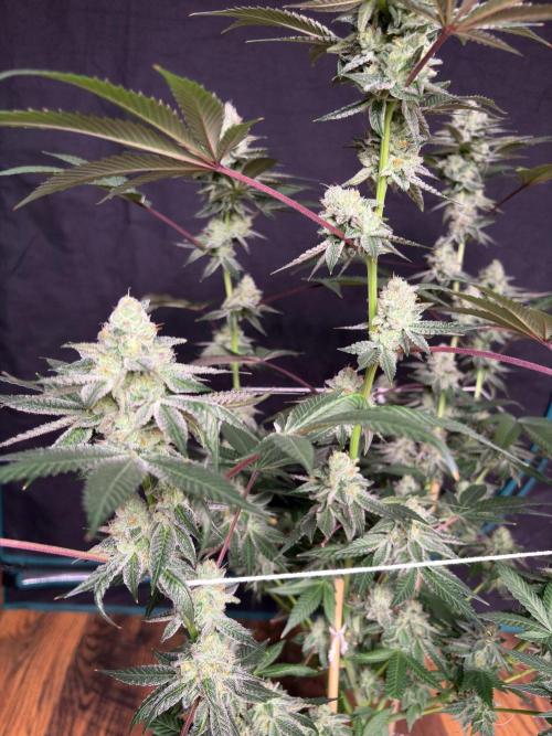 Purple oreoz F1. Week 7
