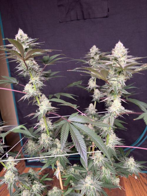 Purple oreoz F1. Week 7