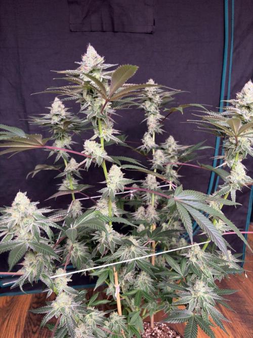 Purple oreoz F1. Week 7