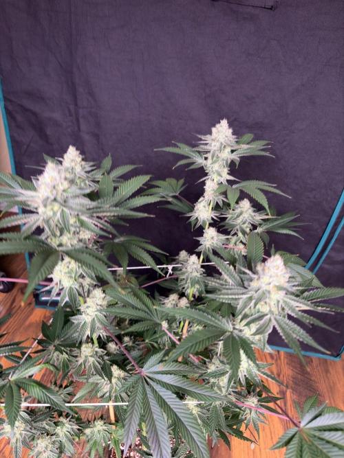 Purple oreoz F1. Week 7