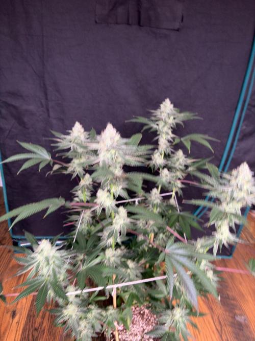 Purple oreoz F1. Week 7