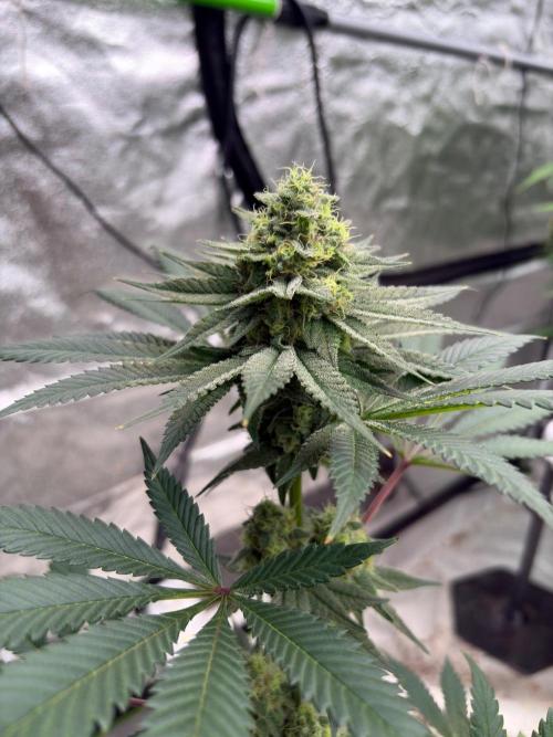 White truffle. Week 7
