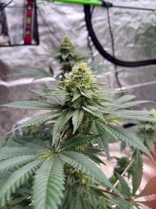 White truffle. Week 7