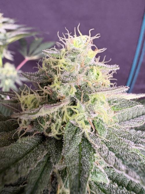 White truffle. Week 7