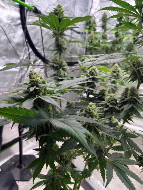 White truffle. Week 7