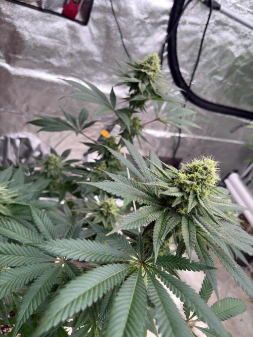 White truffle. Week 7