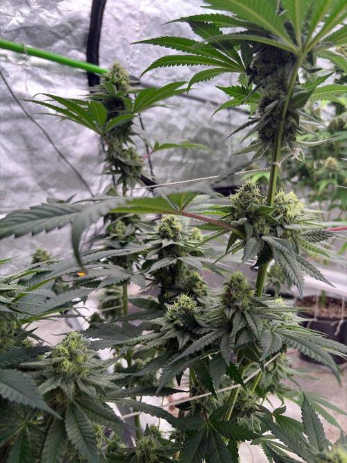 White truffle. Week 7