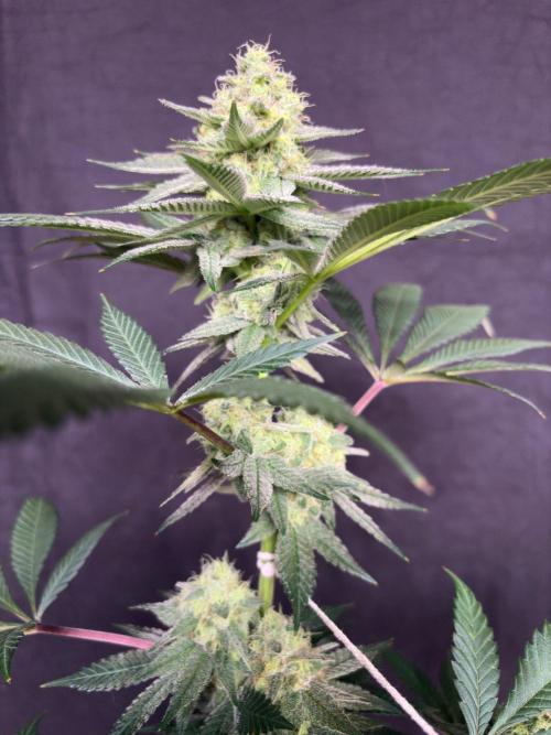 White truffle. Week 7