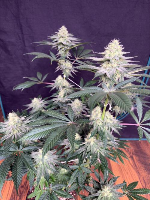 White truffle. Week 7