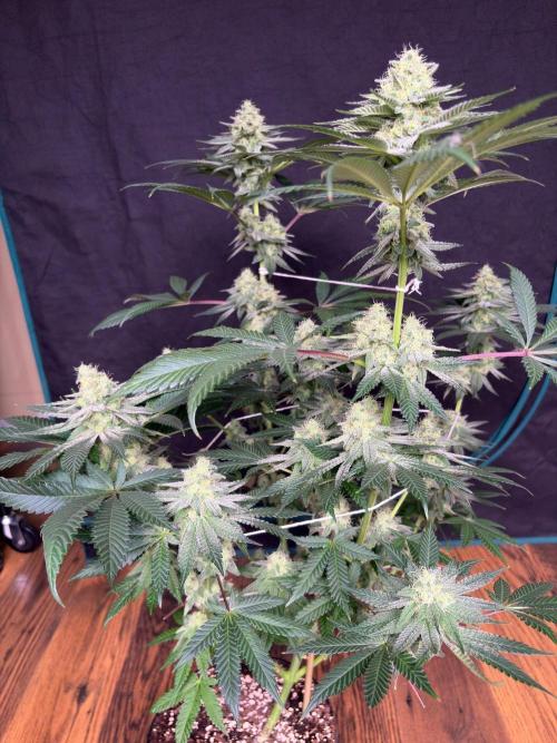 White truffle. Week 7
