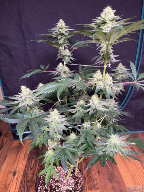 White truffle. Week 7