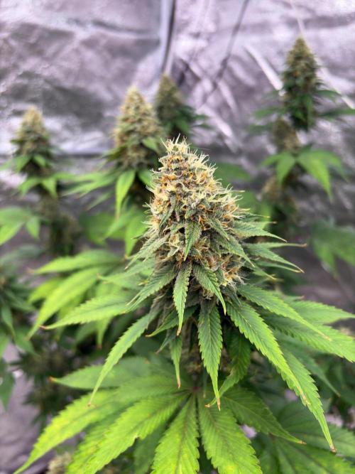 Tropicana cookies purple. Week 7