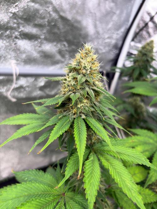 Tropicana cookies purple. Week 7