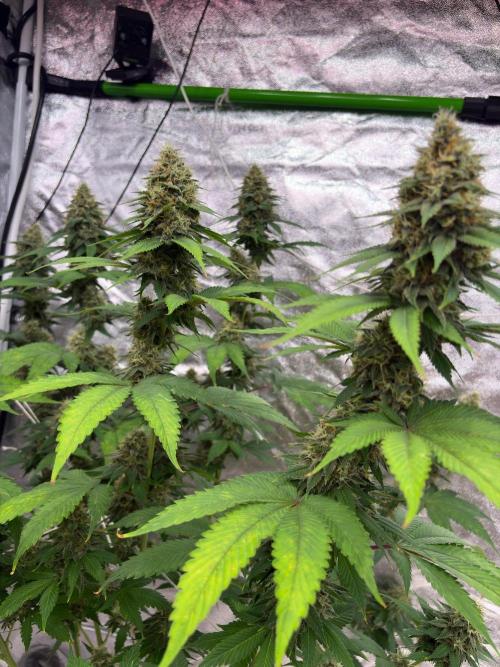 Tropicana cookies purple. Week 7