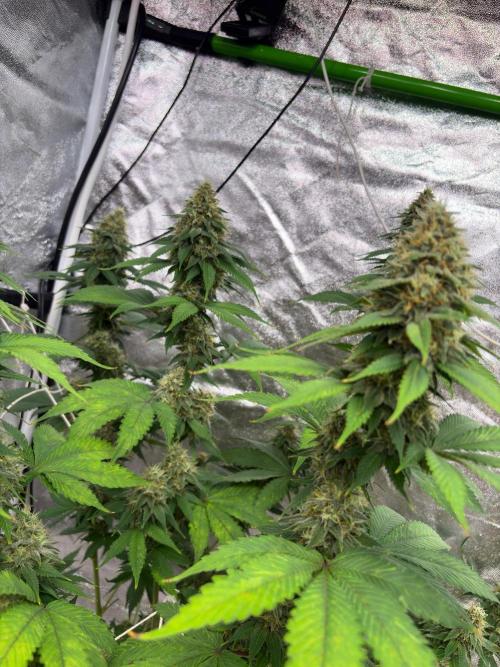 Tropicana cookies purple. Week 7