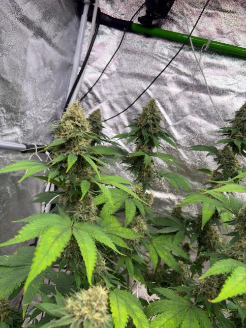 Tropicana cookies purple. Week 7