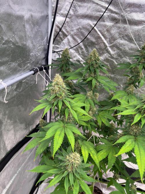 Tropicana cookies purple. Week 7