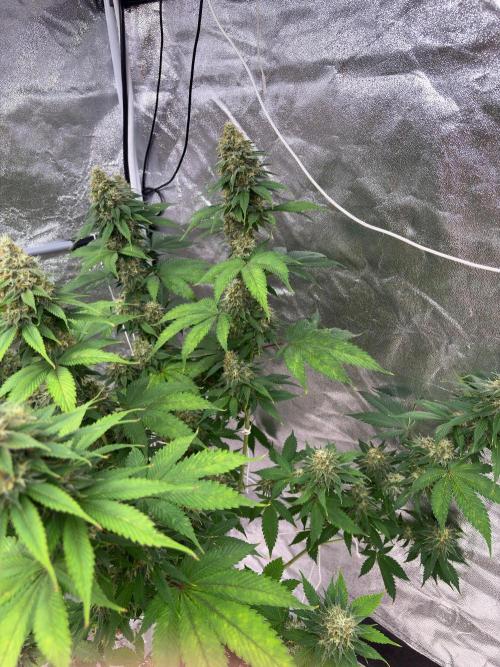 Tropicana cookies purple. Week 7