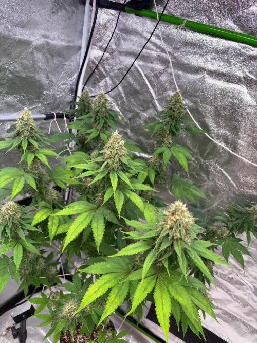 Tropicana cookies purple. Week 7