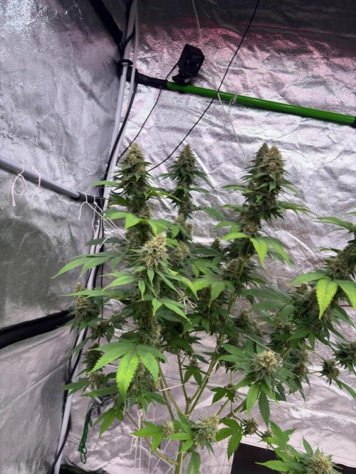 Tropicana cookies purple. Week 7