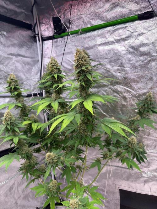 Tropicana cookies purple. Week 7
