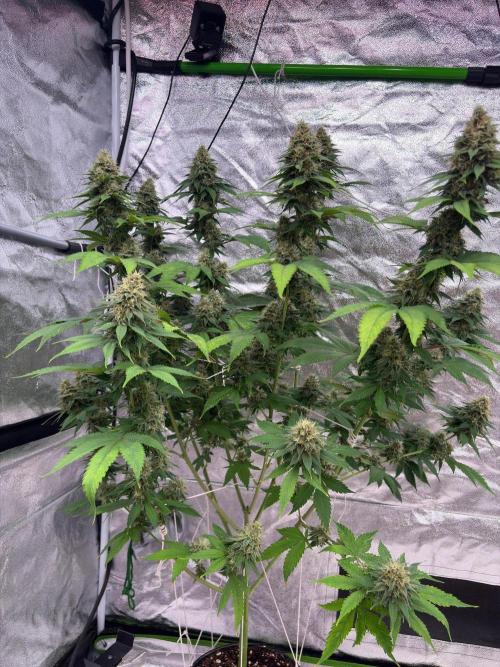 Tropicana cookies purple. Week 7