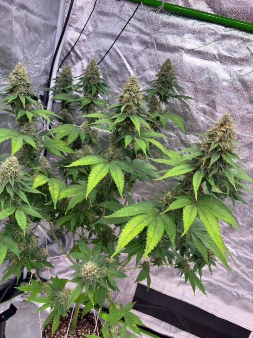 Tropicana cookies purple. Week 7