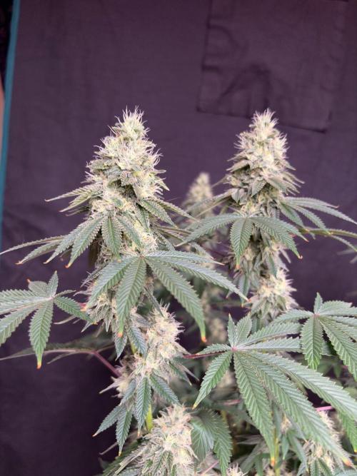Biscotti lime. Week 7