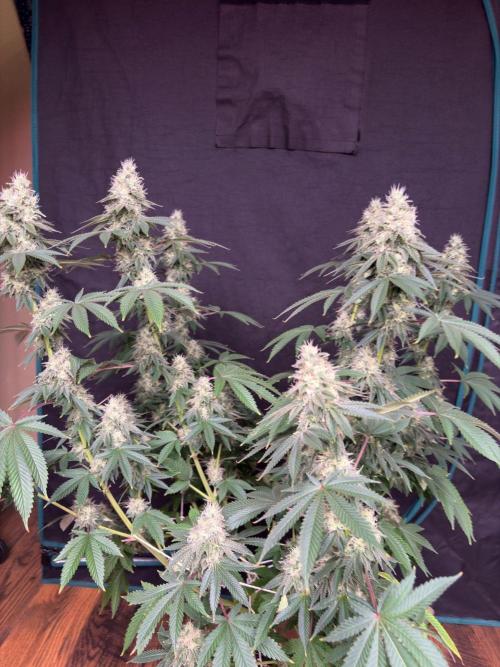 Biscotti lime. Week 7