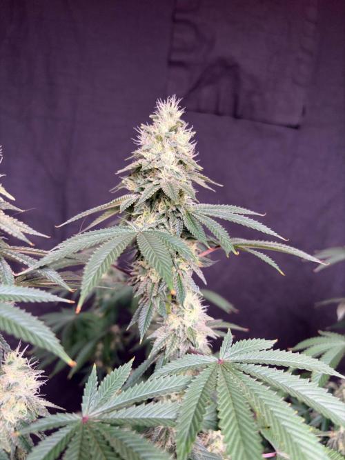 Biscotti lime. Week 7