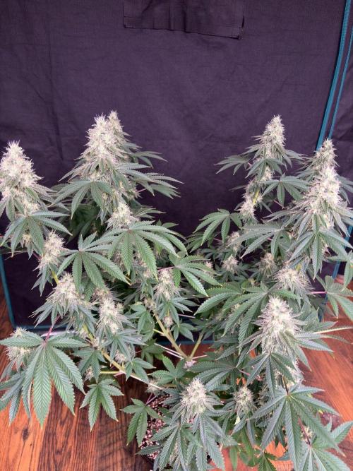 Biscotti lime. Week 7