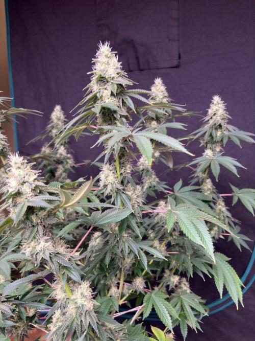 Biscotti lime. Week 7